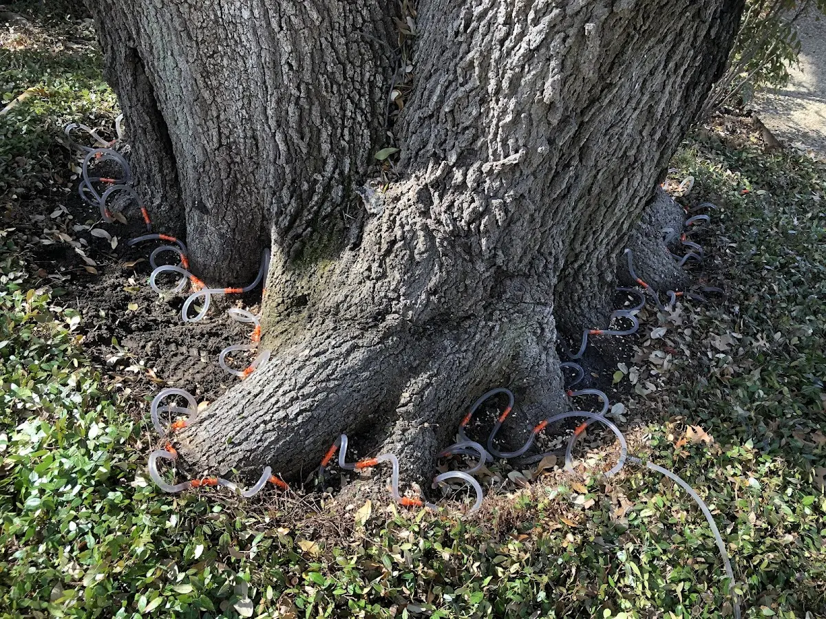 Detailed Tree Cabling and Bracing job site in Lyon Mountain