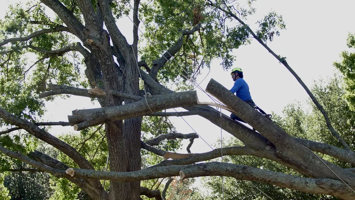 Professional Crown Thinning performed by certified arborists in Lyon Mountain